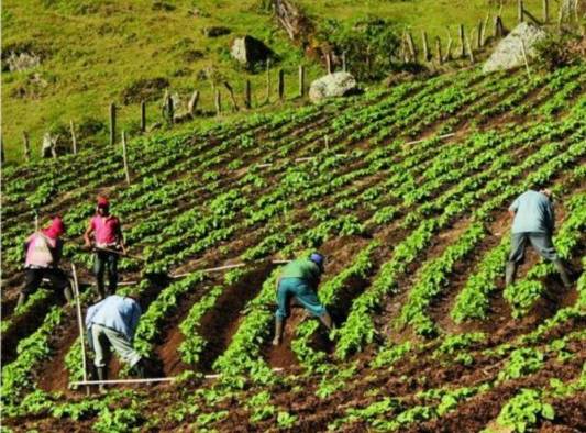 Productores cultivan en la entrada del sendero de los Quetzales, en el volcán Barú. Productores cultivan en la entrada del sendero de los Quetzales, en el volcán Barú.