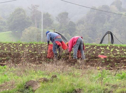 Los productores agremiados a la Unpap abogan por el Depa y Sanidad Vegetal y Animal para regular las importaciones, fortalecer y proteger la producción nacional. Los productores agremiados a la Unpap abogan por el Depa y Sanidad Vegetal y Animal para regular las importaciones, fortalecer y proteger la producción nacional.