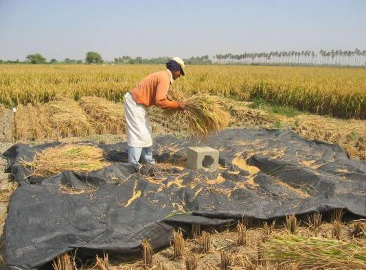 Le medida beneficia a los productores y agroexportadores del país. Le medida beneficia a los productores y agroexportadores del país.