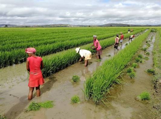 Cultivo de arroz en Madagascar. Cultivo de arroz en Madagascar.