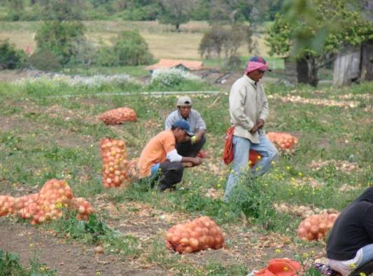 El financiamiento para el sector agrícola permitirá mejorar la seguridad alimentaria y apoyar a los agricultores en Panamá.. El financiamiento para el sector agrícola permitirá mejorar la seguridad alimentaria y apoyar a los agricultores en Panamá..