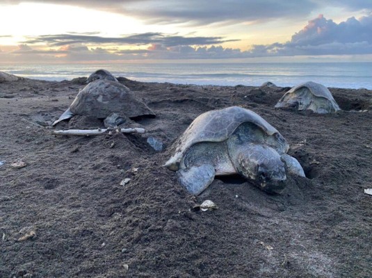 Al país llegan cinco de las siete especies de tortugas que existen en el mundo. Al país llegan cinco de las siete especies de tortugas que existen en el mundo.