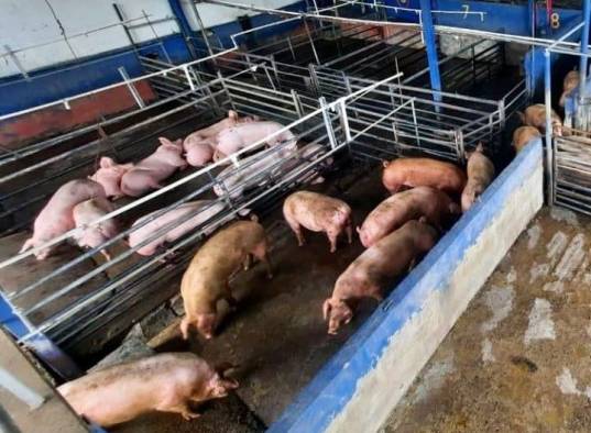 La carne será vendida en las agro ferias del IMA. La carne será vendida en las agro ferias del IMA.