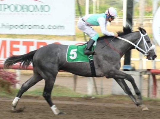 El tordillo ‘Sol Principe Gris’ será el caballo bravo de batir en el Clásico Independencia. El tordillo ‘Sol Principe Gris’ será el caballo bravo de batir en el Clásico Independencia.