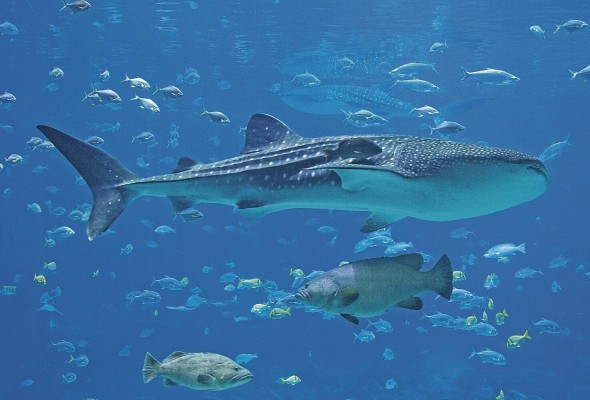 La Embajada de Estados Unidos, en conjunto con Ciudad del Saber, presenta este taller práctico sobre el rol de los tiburones en el océano y por qué es importante protegerlos. Pueden participar niños desde los 6 años. El curso será impartido por Alexandra Guzmán, bióloga marina del Instituto Smithsonian de Investigaciones Tropicales el martes 13 de septiembre de 11:00 a.m. a 1:00 p.m. La Embajada de Estados Unidos, en conjunto con Ciudad del Saber, presenta este taller práctico sobre el rol de los tiburones en el océano y por qué es importante protegerlos. Pueden participar niños desde los 6 años. El curso será impartido por Alexandra Guzmán, bióloga marina del Instituto Smithsonian de Investigaciones Tropicales el martes 13 de septiembre de 11:00 a.m. a 1:00 p.m.