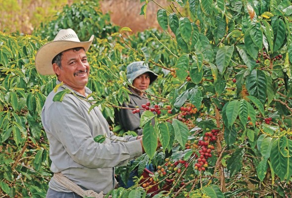 Este grano es uno de los productos agrícolas de mayor importancia económica a nivel mundial. Este grano es uno de los productos agrícolas de mayor importancia económica a nivel mundial.