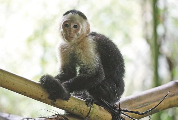 Expertos recomiendan no alimentar a ninguna especie de animales de vida silvestre ni tampoco tenerlo como mascota. Expertos recomiendan no alimentar a ninguna especie de animales de vida silvestre ni tampoco tenerlo como mascota.