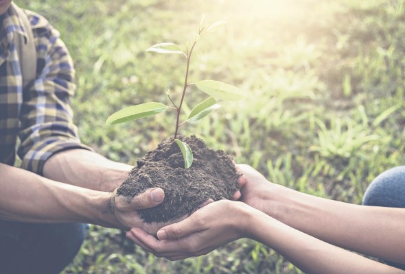 En la región se han tomado medidas para combatir la problemática de la deforestación. En la región se han tomado medidas para combatir la problemática de la deforestación.