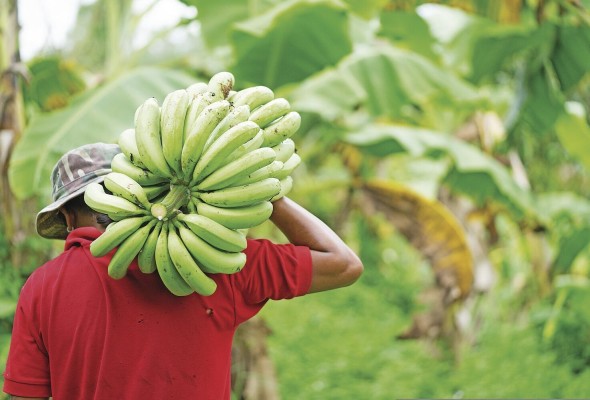 Uno de los principales retos para el Sica es llevar a los pequeños y medianos productores de zonas vulnerables toda la información preventiva sobre producción y análisis de riesgo Uno de los principales retos para el Sica es llevar a los pequeños y medianos productores de zonas vulnerables toda la información preventiva sobre producción y análisis de riesgo