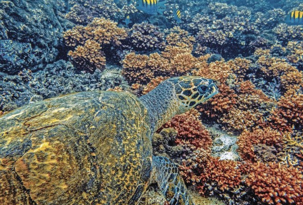 En Panamá son especies protegidas por la Ley 8 del 4 de enero de 2008. En Panamá son especies protegidas por la Ley 8 del 4 de enero de 2008.