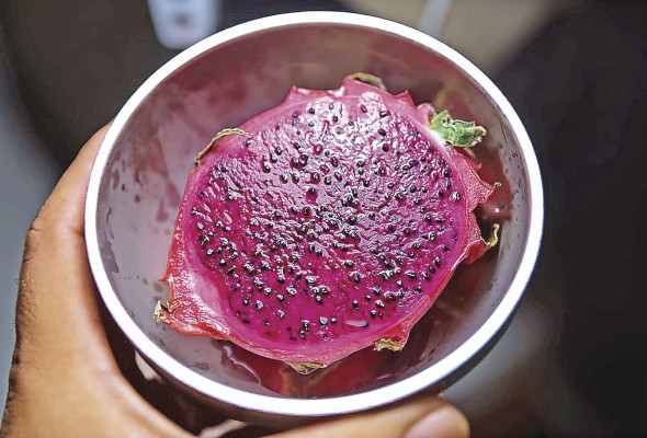 La fruta actualmente se siembra en un terreno de aproximadamente 13 hectáreas. La fruta actualmente se siembra en un terreno de aproximadamente 13 hectáreas.
