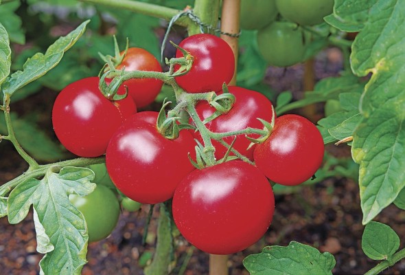 Panamá aplicó medidas fitosanitarias al tomate costarricense por los riesgos de plaga. Panamá aplicó medidas fitosanitarias al tomate costarricense por los riesgos de plaga.