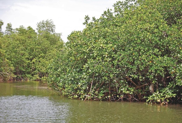 Manglares, pastos marinos, marismas y turberas costeras representan los más importantes sumideros de carbono azul. Manglares, pastos marinos, marismas y turberas costeras representan los más importantes sumideros de carbono azul.