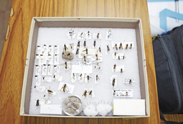 Caja con diferentes especímenes de avispas. Caja con diferentes especímenes de avispas.
