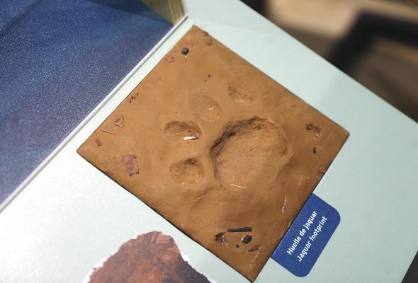 La nueva muestra del Biomuseo presenta la huella de un jaguar. La nueva muestra del Biomuseo presenta la huella de un jaguar.