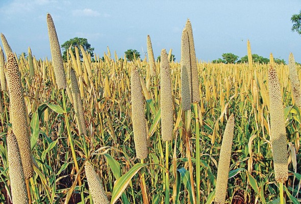 Tolerante a la sequía y las altas temperaturas, y a otros caprichos del cambio climático, el mijo se cultiva sobre todo en tierras poco fértiles, montañosas, tribales y de secano. Tolerante a la sequía y las altas temperaturas, y a otros caprichos del cambio climático, el mijo se cultiva sobre todo en tierras poco fértiles, montañosas, tribales y de secano.