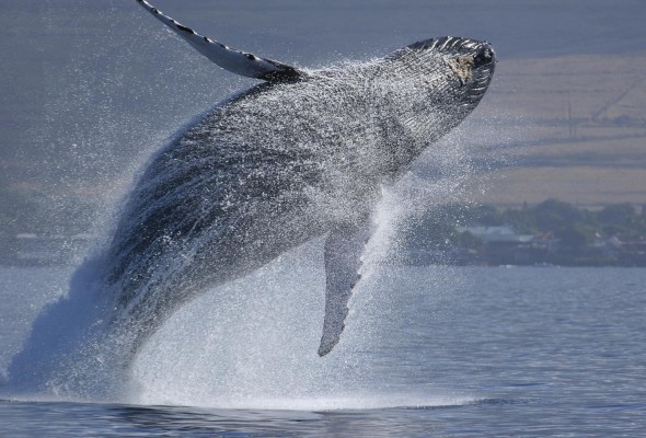 Las ballenas corren diversos riesgos debido al cambio climático y a la acción de los seres humanos. Las ballenas corren diversos riesgos debido al cambio climático y a la acción de los seres humanos.