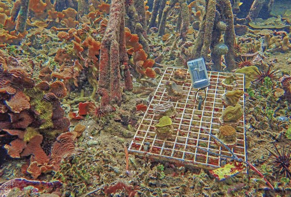 A la mayoría de las especies de coral le va mejor en el entorno sombreado que ofrece el dosel de los manglares. A la mayoría de las especies de coral le va mejor en el entorno sombreado que ofrece el dosel de los manglares.