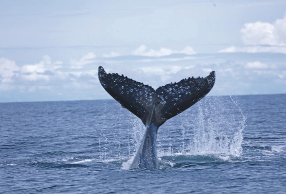 Las ballenas almacenan enormes cantidades de carbono durante su larga vida. Las ballenas almacenan enormes cantidades de carbono durante su larga vida.