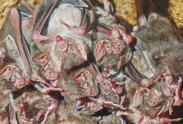 Los murciélagos vampiro forman lazos sociales de amistad. Los murciélagos vampiro forman lazos sociales de amistad.