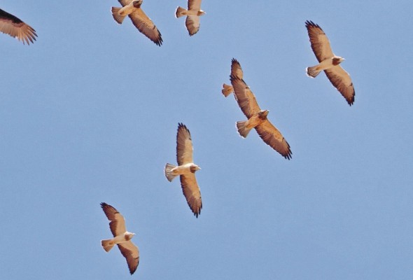Los cielos de Panamá son una ruta obligatoria para las aves migratorias. Los cielos de Panamá son una ruta obligatoria para las aves migratorias.