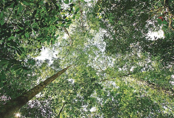 Imagen de los bosques tropicales de Costa Rica Imagen de los bosques tropicales de Costa Rica