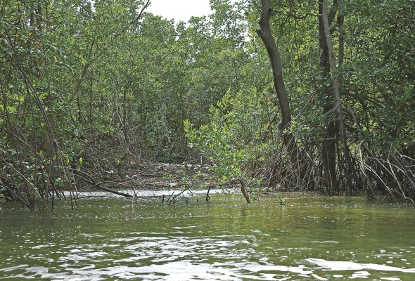 Los ecosistemas de manglar, las marismas y los pastos marinos se encuentran en todos los continentes, excepto la Antártida Los ecosistemas de manglar, las marismas y los pastos marinos se encuentran en todos los continentes, excepto la Antártida