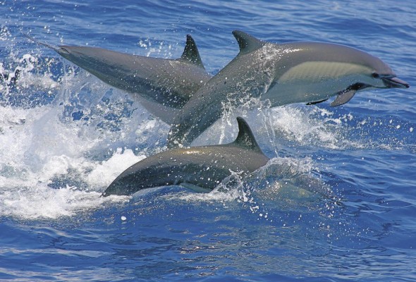 Para el avistamiento de ballenas se debe mantener una distancia de 250 metros, y para los delfines 100 metros. Para el avistamiento de ballenas se debe mantener una distancia de 250 metros, y para los delfines 100 metros.