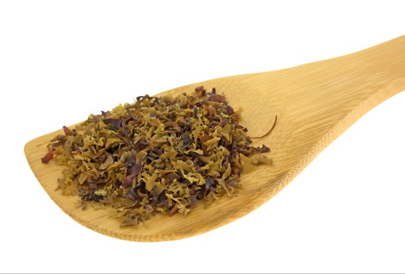 Algas 'irish moss' Algas 'irish moss'