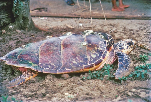 La Tortuga carey. La Tortuga carey.