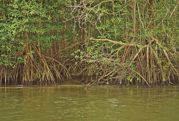 El mangle rojo forma parte de las siete especies de mangle que hay en la bahía de Panamá El mangle rojo forma parte de las siete especies de mangle que hay en la bahía de Panamá