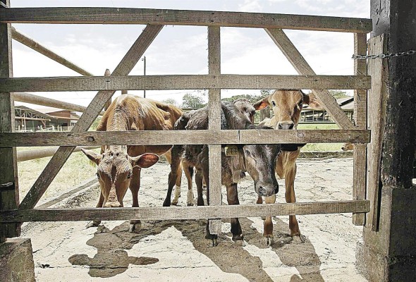 Entre los objetivos IICA está promover la productividad y sostenibilidad de los sistemas agrícolas. Entre los objetivos IICA está promover la productividad y sostenibilidad de los sistemas agrícolas.