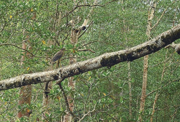 Sobre un árbol reposa un ave migratoria de la especie chorlo collarejo (Charadrius collaris) Sobre un árbol reposa un ave migratoria de la especie chorlo collarejo (Charadrius collaris)