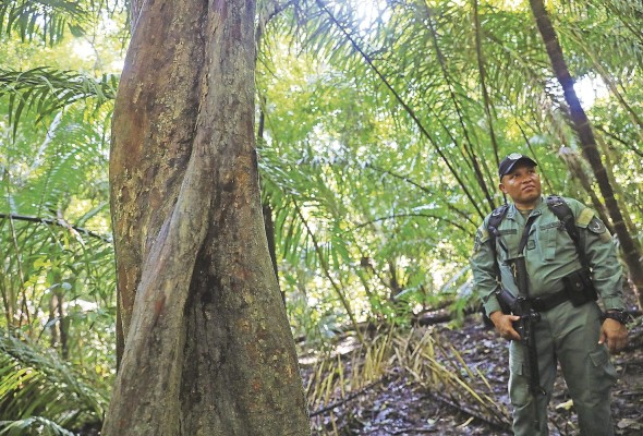 MiAmbiente propone la creación de una fuerza especial para controlar la extracción ilegal de madera y el tráfico de vida silvestre. MiAmbiente propone la creación de una fuerza especial para controlar la extracción ilegal de madera y el tráfico de vida silvestre.