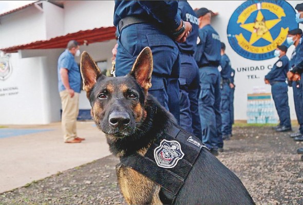 El proyecto Protect K9 busca realzar la importancia de los perros como clave para la protección de mujeres víctimas de violencia de género. El proyecto Protect K9 busca realzar la importancia de los perros como clave para la protección de mujeres víctimas de violencia de género.