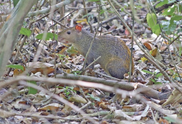 El Ñeque es un animal usualmente visto durante los paseos. El Ñeque es un animal usualmente visto durante los paseos.