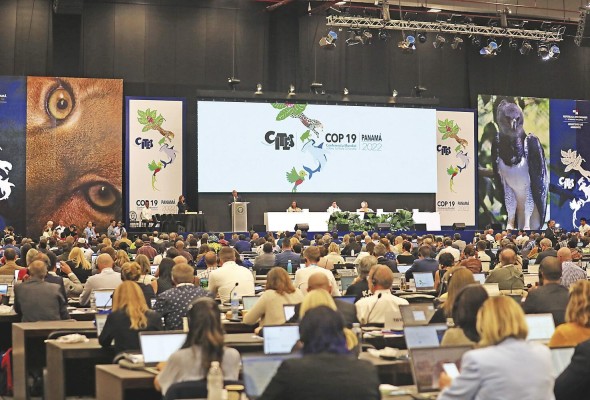 Reunión Cumbre de las Partes (COP19) de la Convención sobre el Comercio Internacional de Especies Amenazadas de Fauna y Flora Silvestres (Cites). Reunión Cumbre de las Partes (COP19) de la Convención sobre el Comercio Internacional de Especies Amenazadas de Fauna y Flora Silvestres (Cites).
