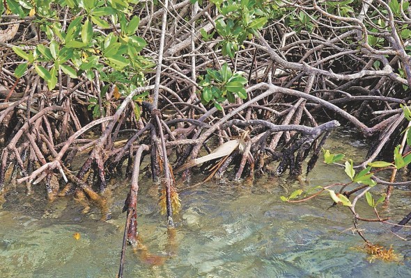Panamá está entre los países con la mayor variedad de especies de mangle del continente americano, habiéndose reportado 12 de las 65 especies (no híbridas) identificadas en el mundo. Panamá está entre los países con la mayor variedad de especies de mangle del continente americano, habiéndose reportado 12 de las 65 especies (no híbridas) identificadas en el mundo.