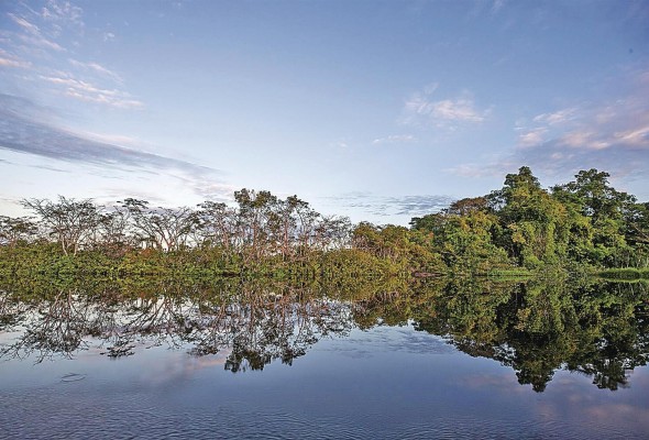 El delfín rosado del Amazonas tiene un santuario natural en el que refugiarse El delfín rosado del Amazonas tiene un santuario natural en el que refugiarse