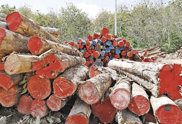El 90% de la deforestación en Panamá es causada por la tala ilegal El 90% de la deforestación en Panamá es causada por la tala ilegal