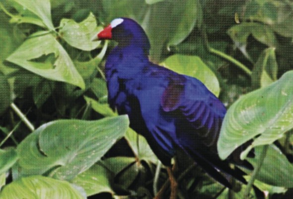 La flora y la fauna son fuentes de agroturismo. La flora y la fauna son fuentes de agroturismo.