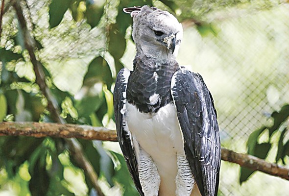 El águila harpía en su etapa adulta puede alcanzar hasta los dos metros de envergadura. El águila harpía en su etapa adulta puede alcanzar hasta los dos metros de envergadura.