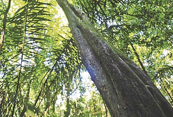 China es el principal mercado de exportación desde Panamá, de esta madera preciosa China es el principal mercado de exportación desde Panamá, de esta madera preciosa