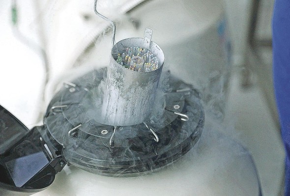Los tanques de nitrógeno líquido almacenan 5.000 muestras de embriones en pajuelas a -196 grados centígrados. Los tanques de nitrógeno líquido almacenan 5.000 muestras de embriones en pajuelas a -196 grados centígrados.