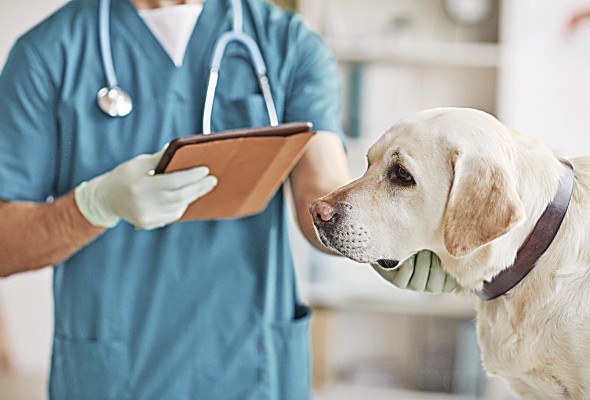 Una encuesta que publicó el colega 'El Siglo' el 26 de enero de 2015 daba cuenta de que casi 1,8 millón de panameños tenían al menos un perro como mascota. Una encuesta que publicó el colega 'El Siglo' el 26 de enero de 2015 daba cuenta de que casi 1,8 millón de panameños tenían al menos un perro como mascota.