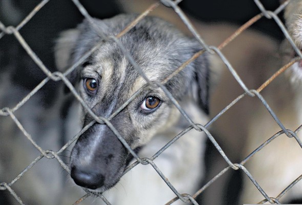 Los animales domésticos están protegidos por la Ley 70 del 2012 Los animales domésticos están protegidos por la Ley 70 del 2012