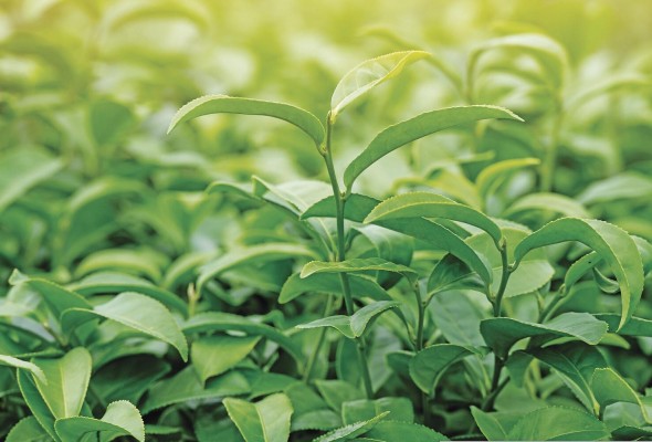 El té es una infusión de hojas de la planta 'Camellia sinensis'. El té es una infusión de hojas de la planta 'Camellia sinensis'.