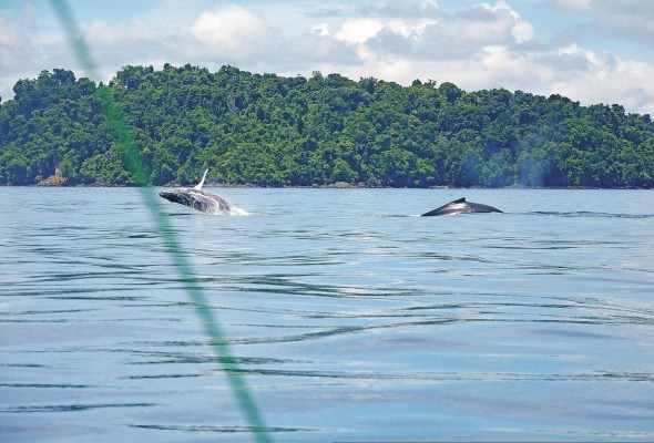 Los fondos reforzarán la conservación de 500.000 km² del Océano Pacífico formado por cinco áreas silvestres de cuatro países. En el caso de Panamá, el Parque Nacional Coiba. Los fondos reforzarán la conservación de 500.000 km² del Océano Pacífico formado por cinco áreas silvestres de cuatro países. En el caso de Panamá, el Parque Nacional Coiba.