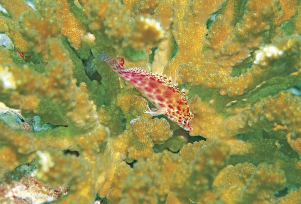 Los corales son un hábitat importante para muchas especies de peces, como este halcón de coral, en el Parque Nacional Coiba. Los corales son un hábitat importante para muchas especies de peces, como este halcón de coral, en el Parque Nacional Coiba.