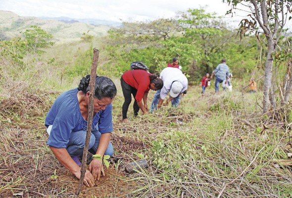 Mujeres y hombres comprometidos con la reforestación en el territorio panameño. Mujeres y hombres comprometidos con la reforestación en el territorio panameño.